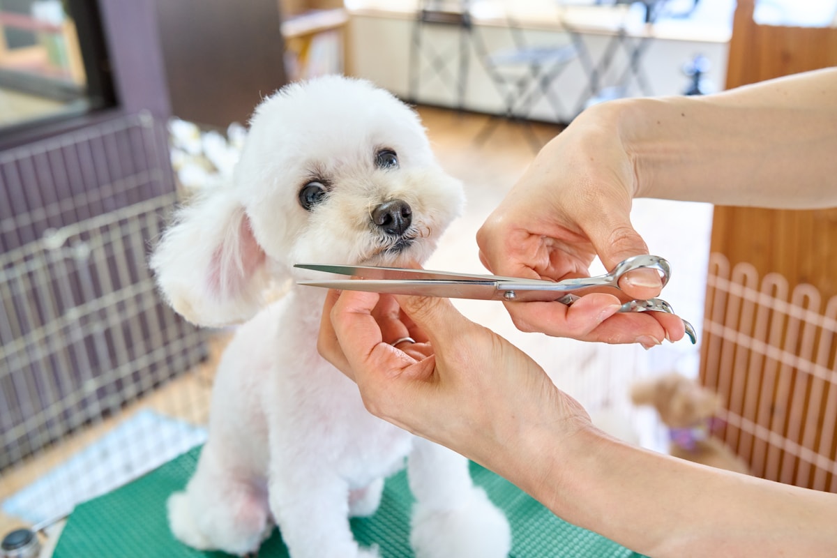 Toiletteur canin au travail