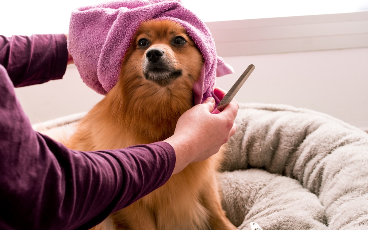 Toiletteur canin